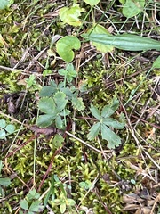 Fragaria virginiana