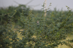 Lanius excubitor