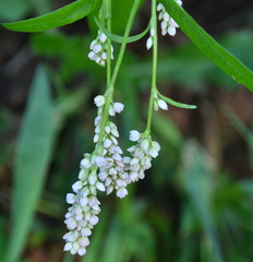 Persicaria pensylvanica