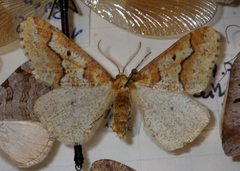 Erannis defoliaria