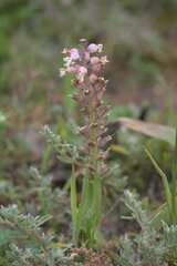 Lachenalia pallida