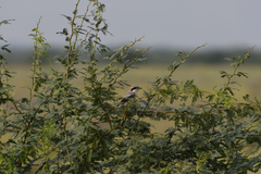 Lanius excubitor