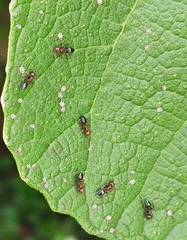 Crematogaster schmidti