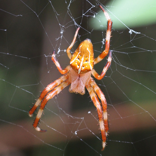 Araneus ishisawai