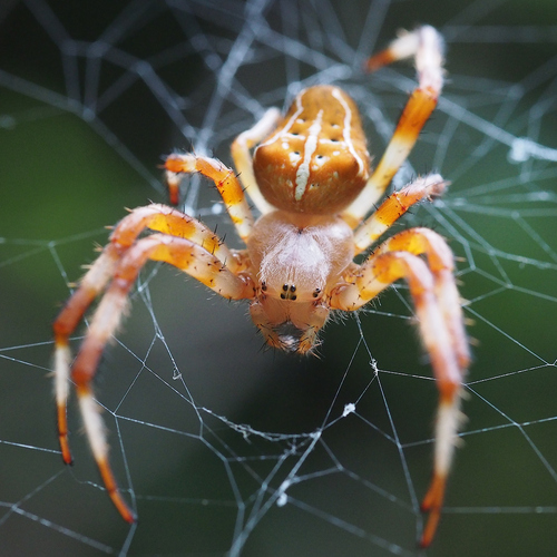 Araneus ishisawai