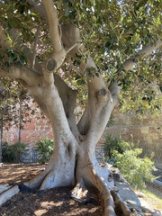 Ficus