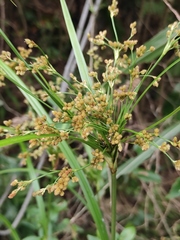 Scirpus wichurae