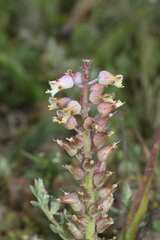 Lachenalia pallida