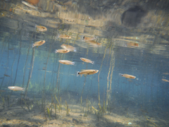 Pseudoxiphophorus bimaculatus