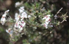 Eriocephalus africanus