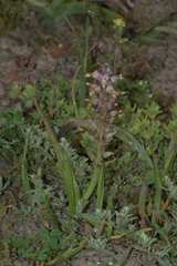 Lachenalia pallida