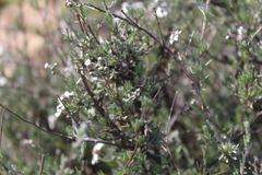 Eriocephalus africanus