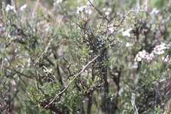 Eriocephalus africanus