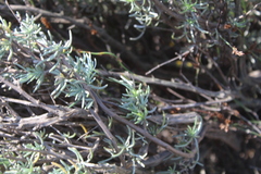 Eriocephalus africanus