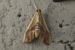 Agathodes ostentalis