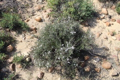 Eriocephalus africanus