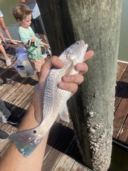 Sciaenops ocellatus