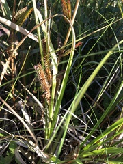 Carex utriculata
