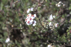 Eriocephalus africanus