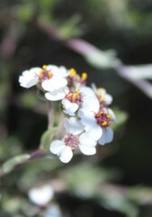 Eriocephalus africanus