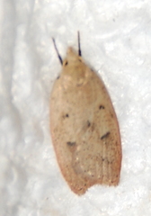 Machimia tentoriferella