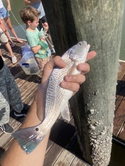 Sciaenops ocellatus