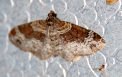 Xanthorhoe ferrugata