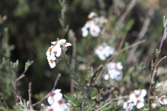 Eriocephalus africanus