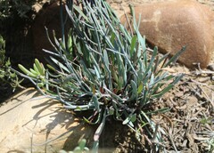 Limonium longifolium