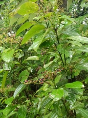 Clerodendrum cyrtophyllum
