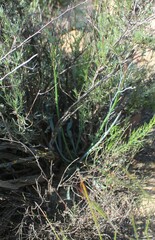 Limonium longifolium