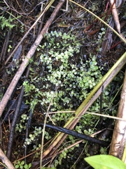Galium palustre