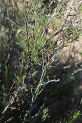 Limonium longifolium