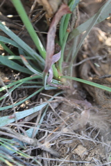 Limonium longifolium