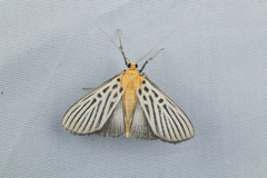 Tyspanodes hypsalis