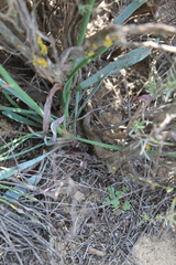 Limonium longifolium
