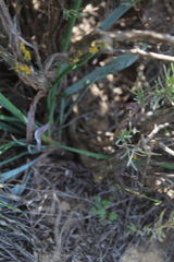 Limonium longifolium