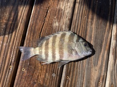 Archosargus probatocephalus