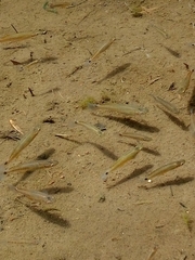 Pseudoxiphophorus bimaculatus