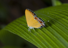 Heliophorus ila
