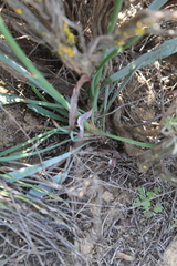 Limonium longifolium