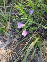 Agalinis heterophylla