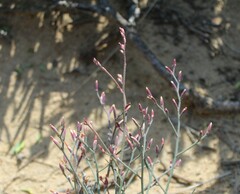 Limonium longifolium