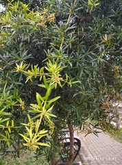 Podocarpus
