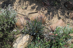 Limonium longifolium