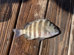 Archosargus probatocephalus