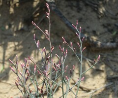 Limonium longifolium