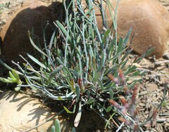 Limonium longifolium