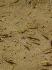 Pseudoxiphophorus bimaculatus