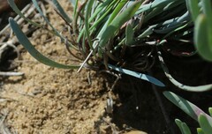 Limonium longifolium